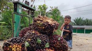 pengepul-sawit.jpg