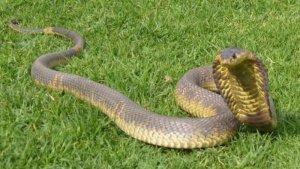 snouted-cobra-africa-ular-kobra-moncong.jpg