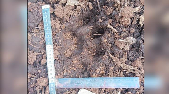 BBKSDA Riau Turunkan Tim Tangani Kasus Serangan Harimau Sumatera yang Tewaskan Anak di Pelalawan - Tribunpekanbaru.com
