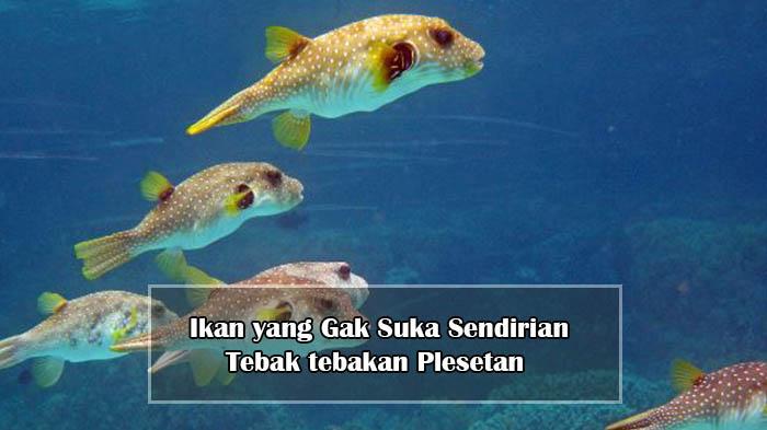 Berikut-jawaban-ikan-yang-gak-suka-sendirian.jpg