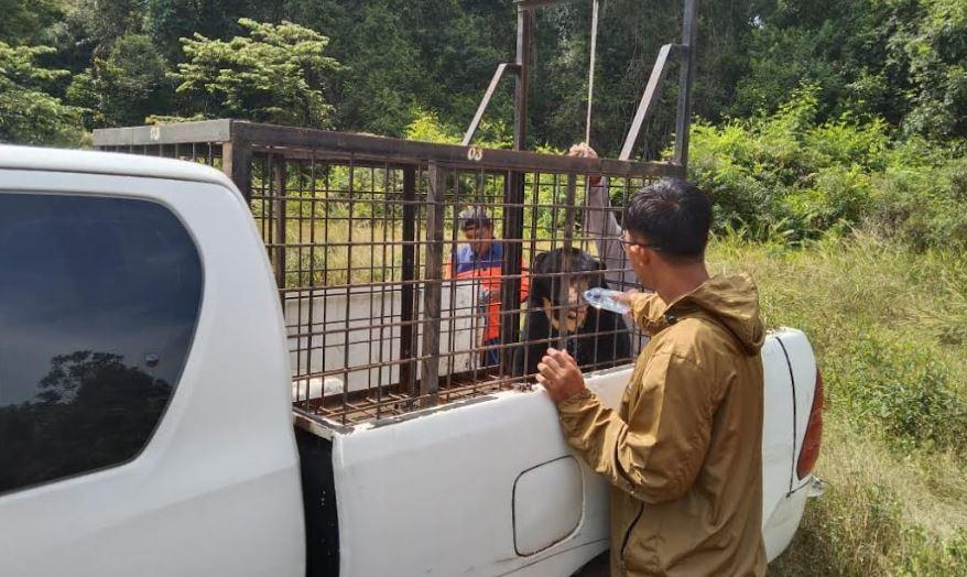 Beruang Madu Dievakuasi dari Permukiman Warga di Siak