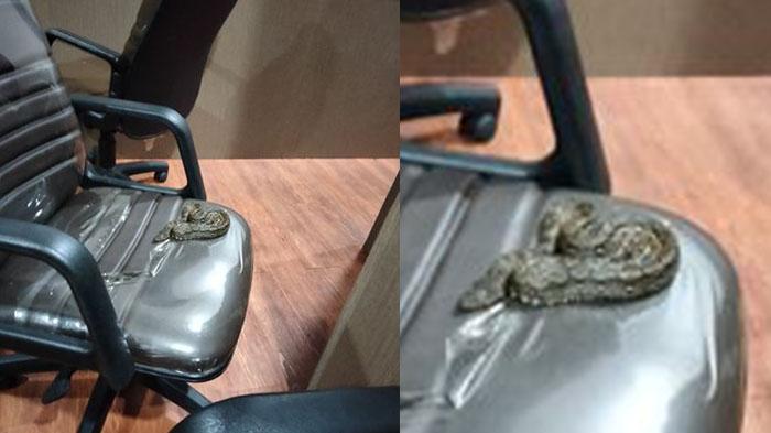 Geger_Ular_Sanca_Secara_Misterius_Muncul_di_Ruangan_BK_DPRD_Pekanbaru__Melingkar_di_Kursi.jpg