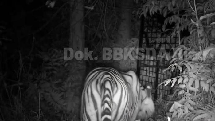 HARIMAU-DI-PELALAWAN-Harimau-terpantau-mendekati-box-trap-namun-belum-masuk-ke-dalam-1.jpg