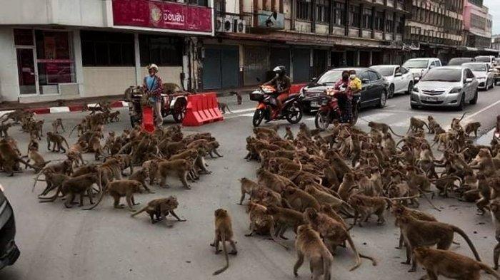 Cara Cerdik India bikin Ratusan Monyet Kocar-kacir dengan Mengerahkan 40 Manusia Lutung