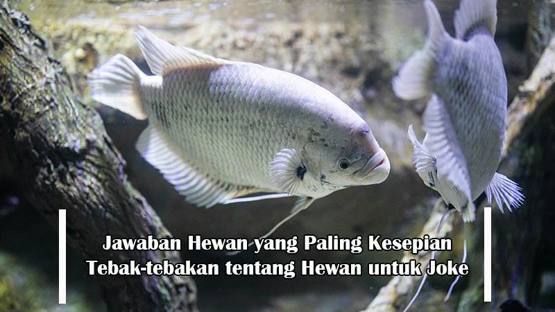 Jawaban-hewan-yang-paling-kesepian.jpg