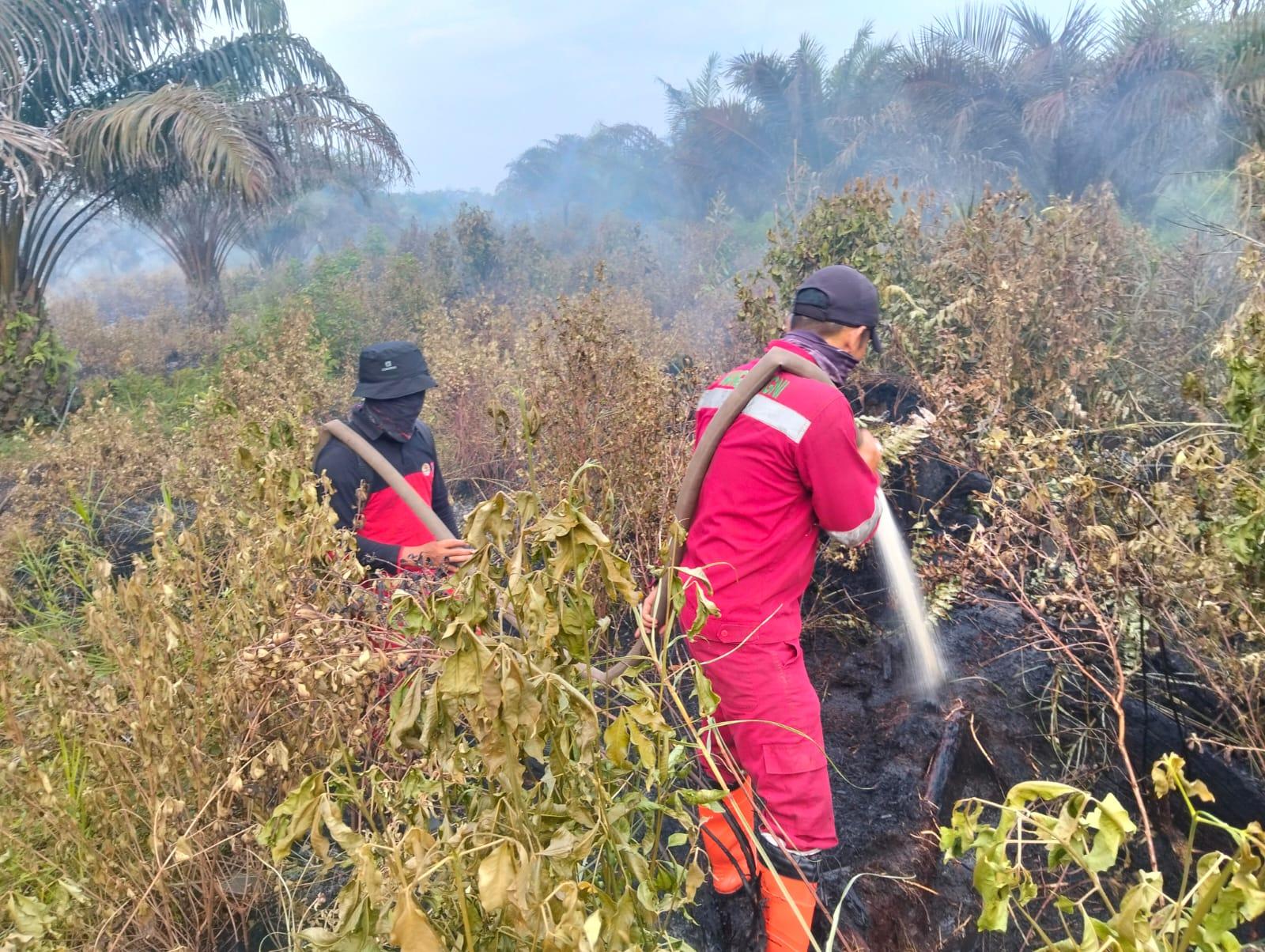 Karhutla Kembali Meluas di Riau, Titik Api Baru Muncul di Panipahan Laut Rohil - Tribunpekanbaru.com