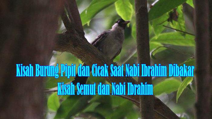 Kisah-Burung-Pipit-dan-Cicak-Saat-Nabi-Ibrahim-Dibakar-serta-Kisah-Semut-dan-Nabi-Ibrahim.jpg
