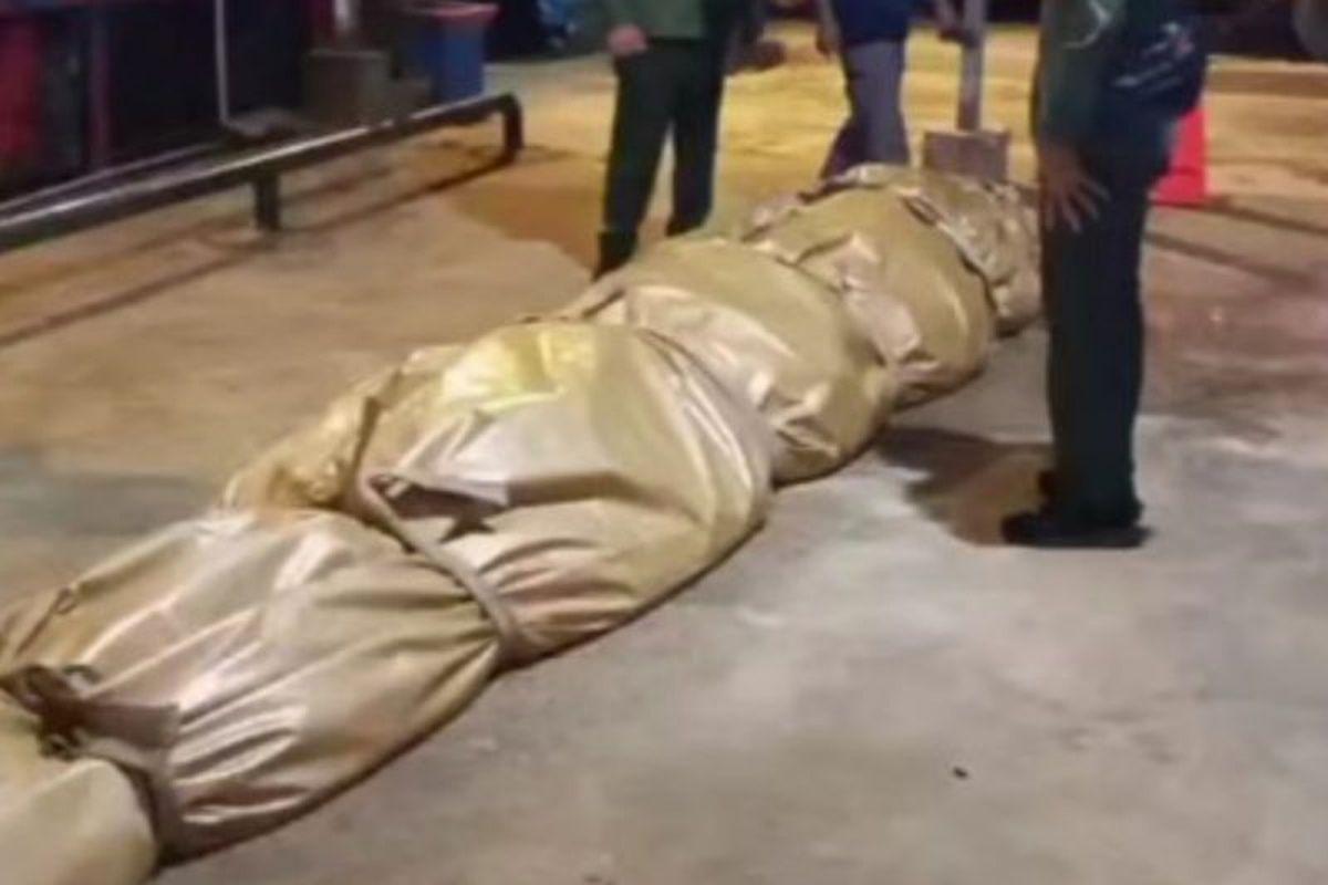 Kondisi-buaya-besar-dengan-panjang-57-meter-yang-telah-mati-d-inhil.jpg
