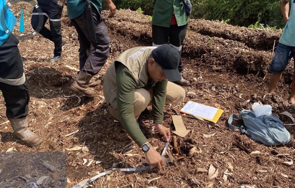 Kronologi Harimau Sumatera Terkam Anak 12 Tahun di Pelalawan, Korban Tewas - Tribunpekanbaru.com