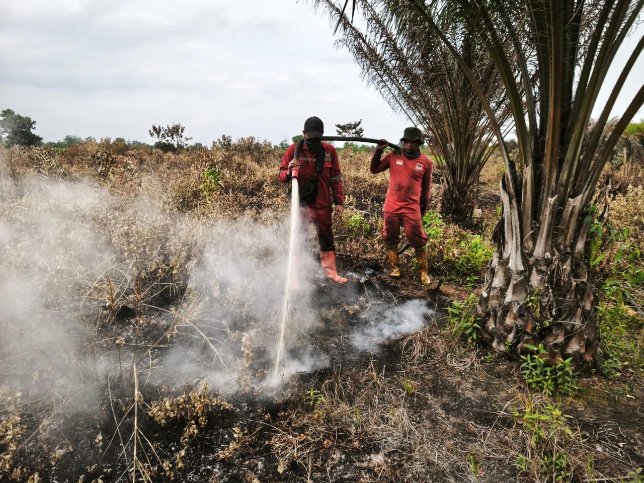 Karhutla 1 Hektare di Pekanbaru Riau Berhasil Dipadamkan, Status Lahan APL - Tribunpekanbaru.com