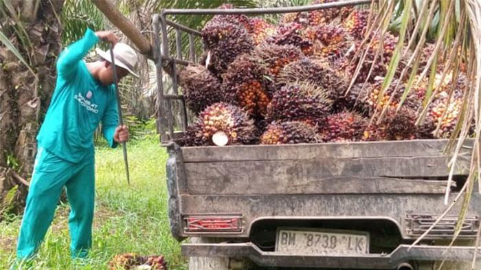 Petani Sawit Riau Soroti Laba Agrinas Hanya Rp27,9 Miliar, Minta KPK Turun Tangan - Tribunpekanbaru.com