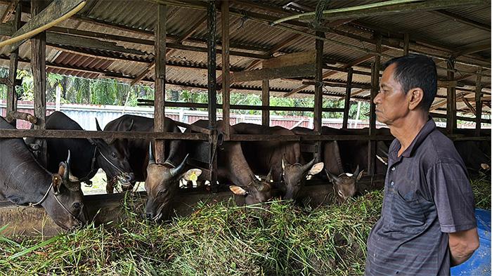 Siapkan Hewan Kurban Jelang Idul Adha, Peternak di Riau Bicara Soal Harga