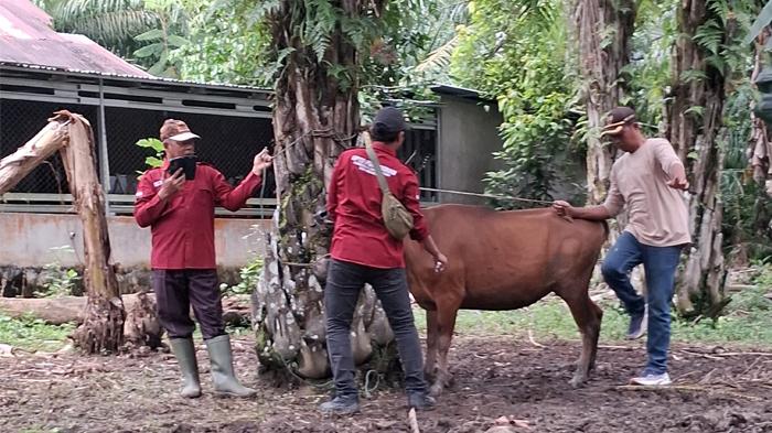 Disnakbun Rohul Akan Turunkan Tim Dokter Periksa Hewan Kurban
