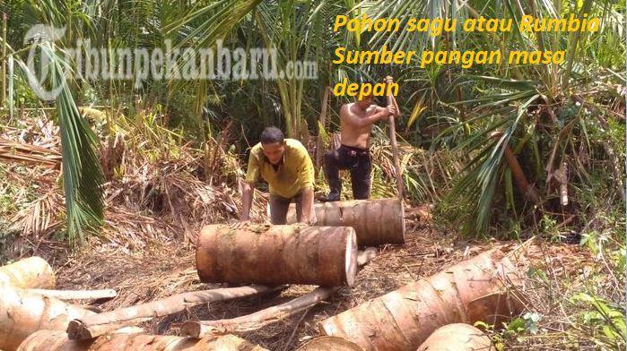 Lapor Pak Prabowo, Food Estate Tak Akan Gagal Jika Tanam Pohon Kehidupan ini