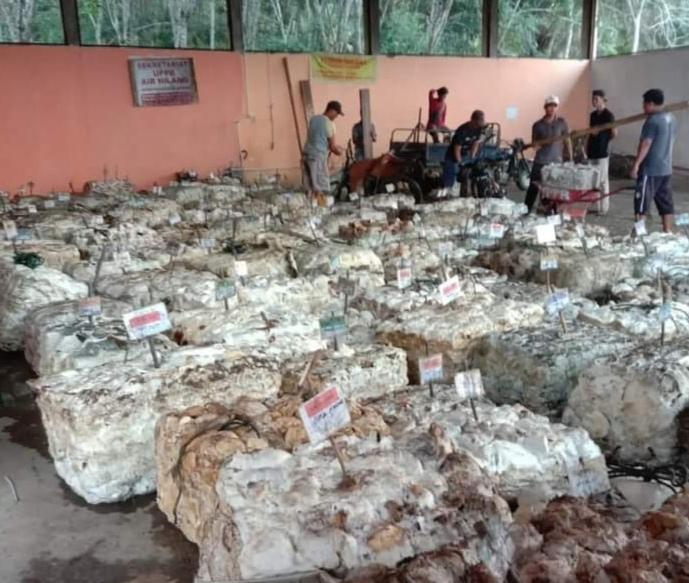 Harga Bokar Nyaris Tembus Rp 15.000 per Kilo, Petani Karet Kuansing Kembali Bergairah