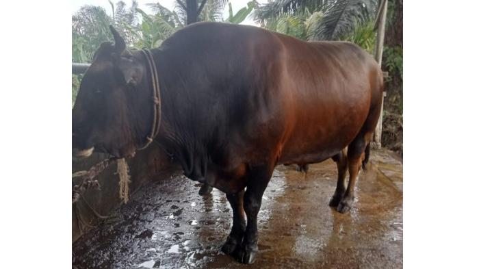 Berat Sapi Kurban dari Presiden Prabowo untuk Rohil Mencapai 970 Kilogram