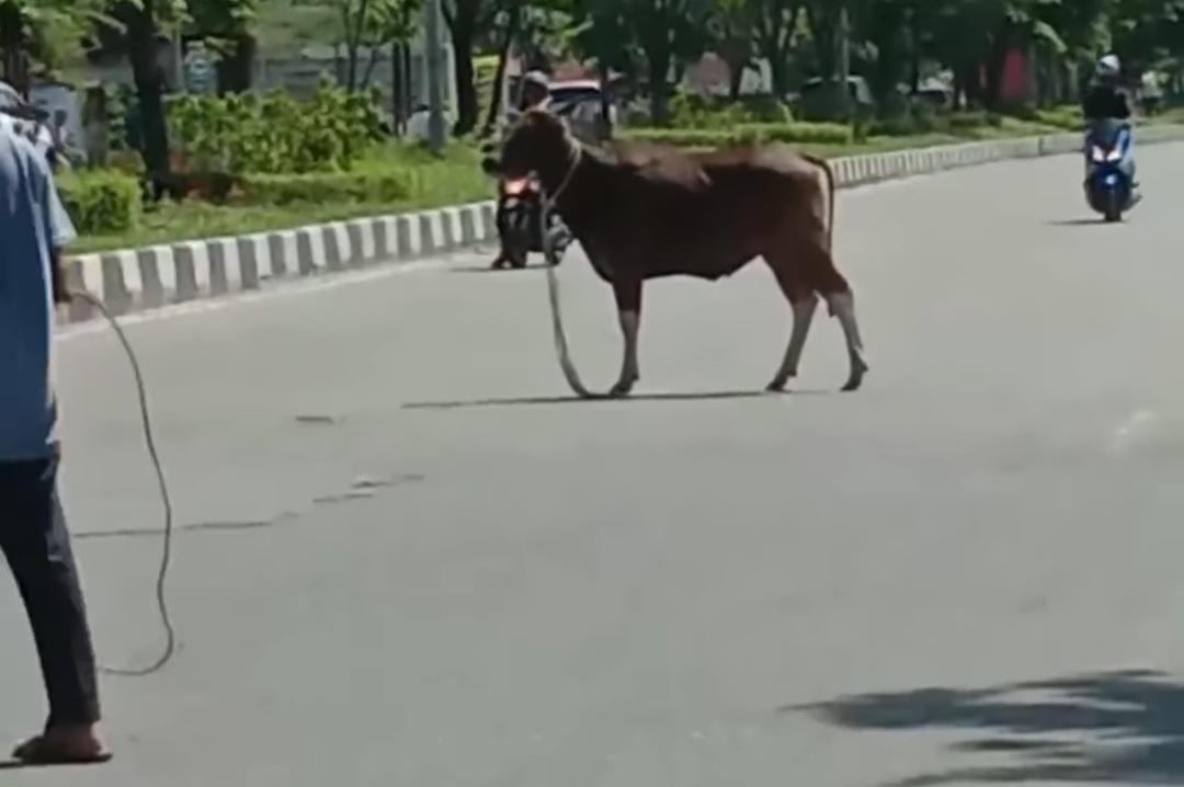 Sapi-kurban-kabur-ke-Jalan-SM-Amin-Pekanbaru.jpg
