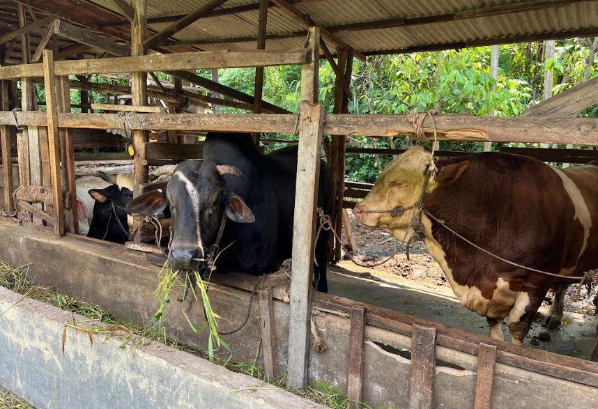 Sapi-terlihat-di-kandang-penjual-sapi-kurban-di-Kecamatan-Rumbai.jpg