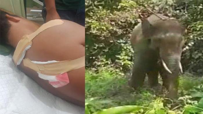 Seorang-Warga-Pelalawan-Diseruduk-Gajah-Sumatera-Liar-Saat-Berusaha-Mengusirnya-Keluar-Kebun.jpg