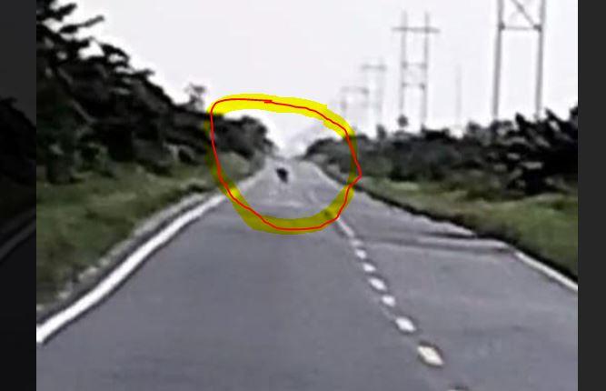 Video Viral Harimau di Siak, Terlihat Melintas di Jalan Tanjung Buton - Doral