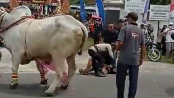 anak-bupati-sleman-jatuh-dari-sapi.jpg