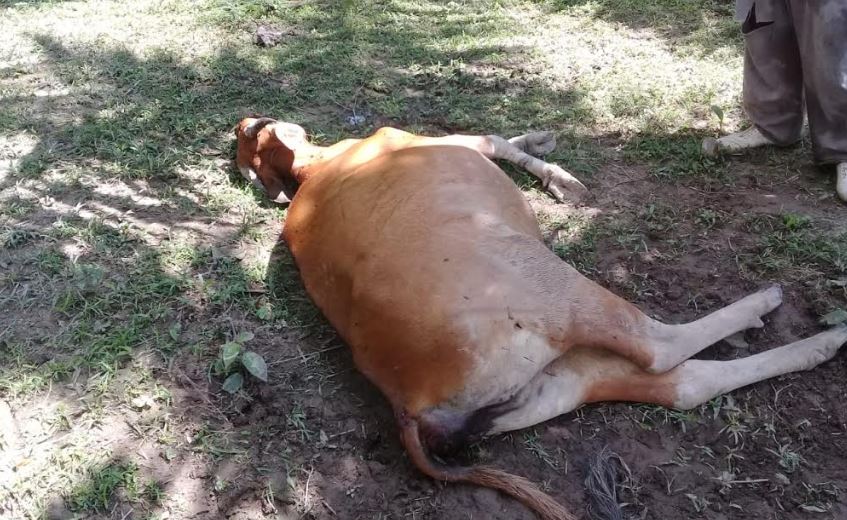 Harimau Masuk ke Pemukiman, Mangsa Ternak Sapi Milik Warga serta Ekor Anjing Peladang Jadi Korban