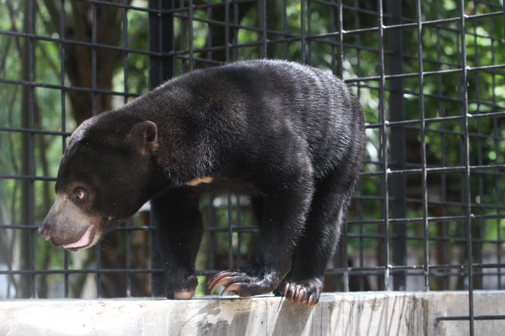 Gunakan Kaleng Cat, Kakek di Sumbar Berhasil Selamatkan Diri dari Setelah Digigit Beruang Madu