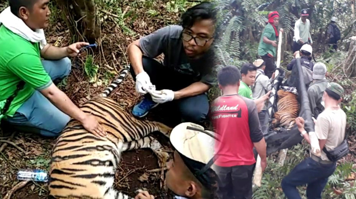 Diselamatkan Saat Wabah Corona, Harimau yang Terjerat di Konsesi PT RAPP Diberi Nama Corina