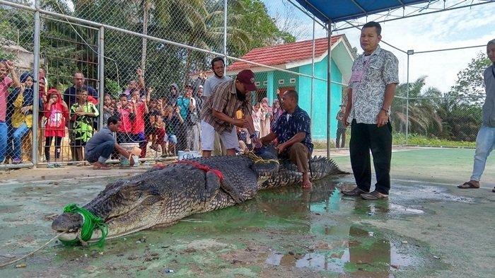 Kisah Buaya Monster yang Ditangkap Warga di Bangka, Ompong Tapi Tewaskan Banyak Manusia