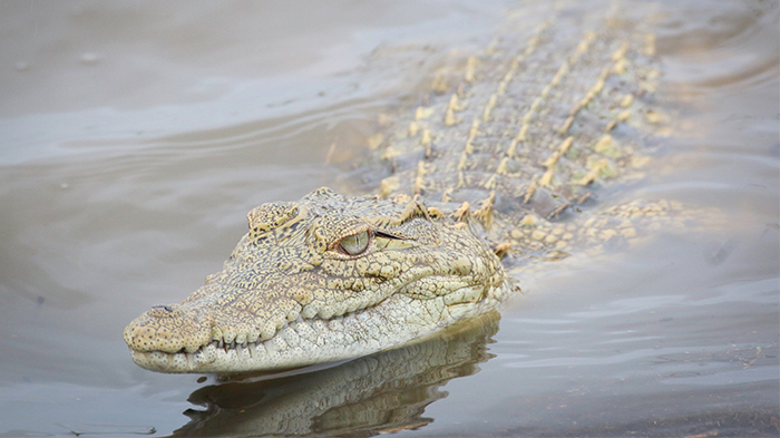 buaya-serang-warga-ilustrasi_20181005_153244.jpg