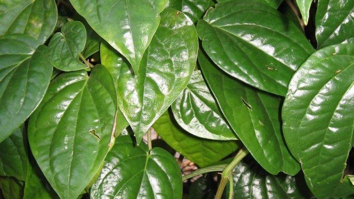 daun-sirih.jpg