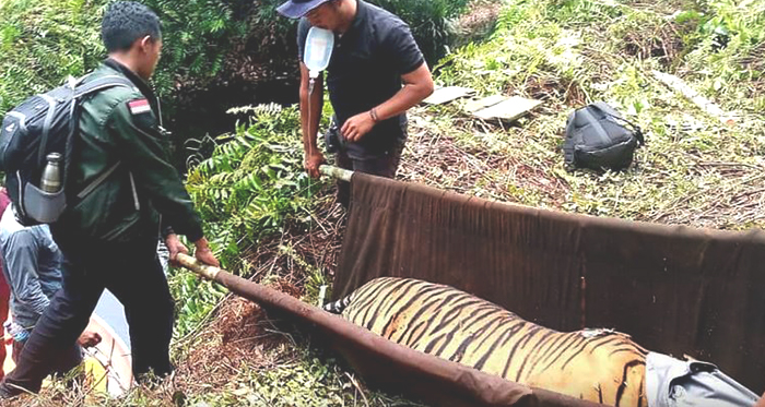 Banyak Harimau yang Jadi Korban, Dirjen KSDAE Instruksikan Pembersihan Jerat Pemburu Liar di Riau