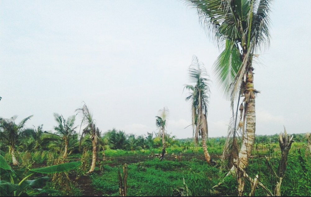 hama-kelapa-tidak-produktif-desa-tanjung-simpang-inhil_20180510_171528.jpg