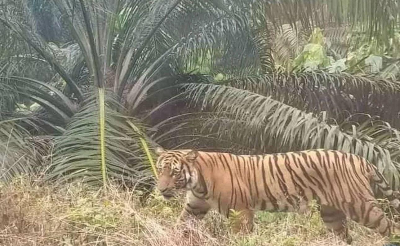 Harimau Sumatera Tampak di Kebun Warga di Inhu, Muncul Karena Curah Hujan Tinggi dan Banjir