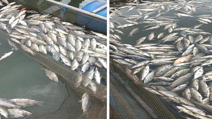 Kerugian Tahun Lalu Akibat Ikan Mati Massal di Kampar Lebih Rp 7 Miliar, Kini Terulang