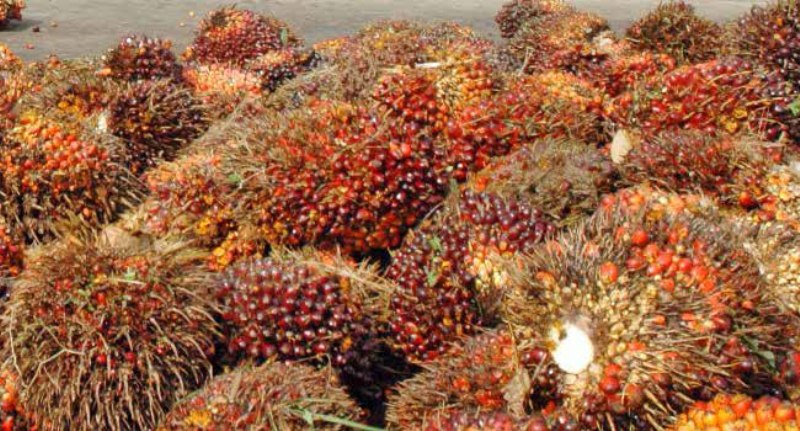 ilustrasi-tandan-buah-segar-kelapa-sawit_20151006_170216.jpg