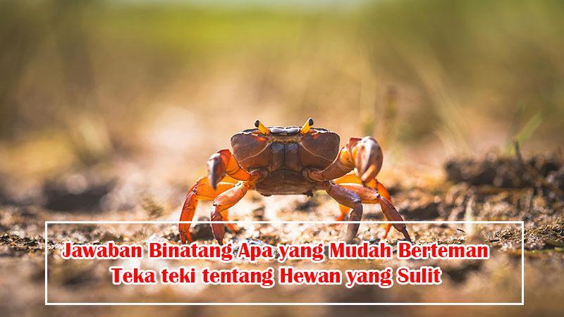 jawaban-binatang-apa-yang-suka-berteman.jpg