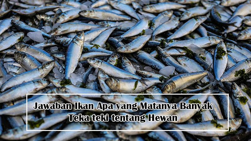 jawaban-ikan-apa-yang-matanya-banyak.jpg