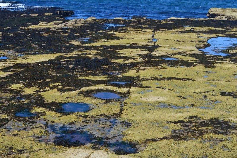 jejak-kaki-dinosaurus-isle-of-skye-skotlandia_20151208_173706.jpg