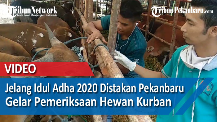 jelang-idul-adha-2020-distakan-pekanbaru-gelar-pemeriksaan-hewan-kurban.jpg