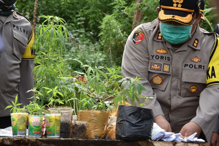 Ladang Ganja Seluas Satu Hektar Ditemukan di Lembang, Seorang Penggarap Lahan Ditangkap
