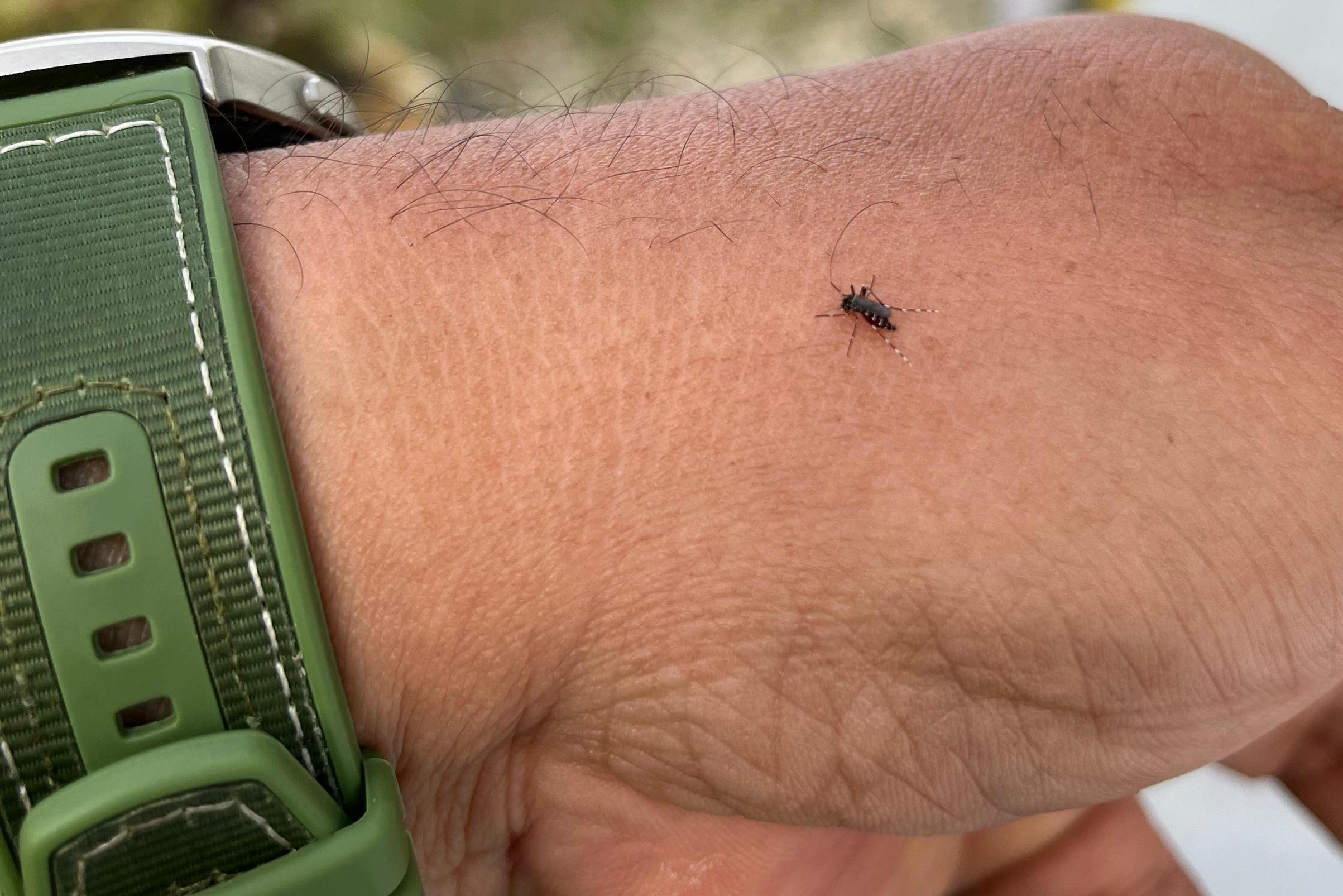 Akhir Tahun Kasus DBD di Rohul Tinggi, Dinkes Rohul Minta Masyarakat Waspada