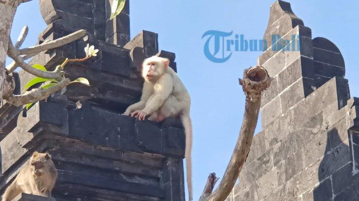 kera-putih-muncul-di-badung-provinsi-bali.jpg