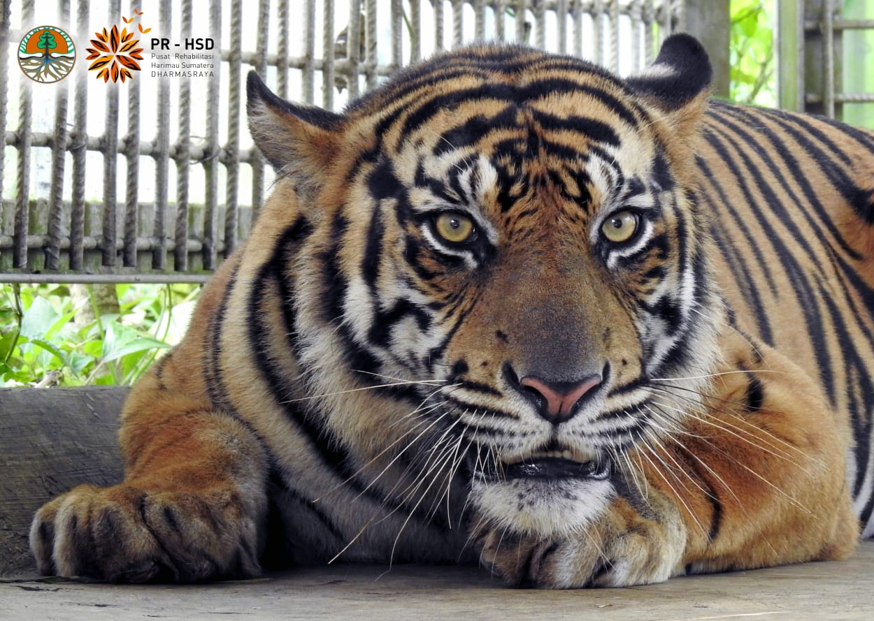 Kades di Teluk Meranti Pelalawan Riau Ini Sebut Warganya Tidak Pernah Buat Jerat Harimau
