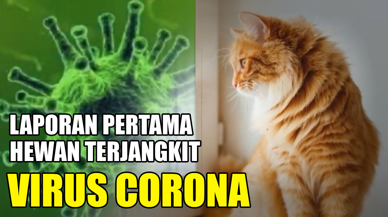 kucing-terinfeksi-virus-corona.jpg