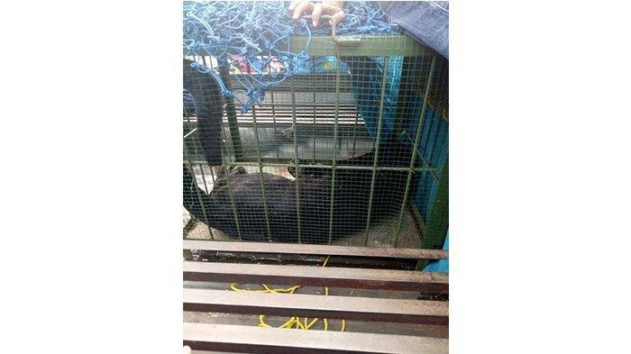 macan-kumbang-yang-masuk-ke-permukiman-warga-di-subang.jpg