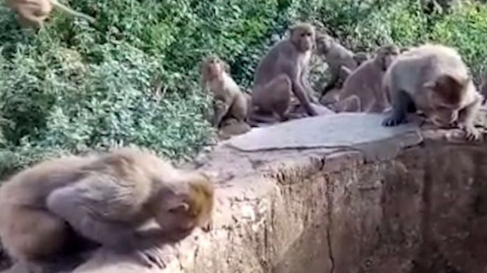 Ngeri, Terdengar Teriakan Histeris, Warga Melihat Dua Bayi Diculik Sekelompok Monyet, Satu Dilempar