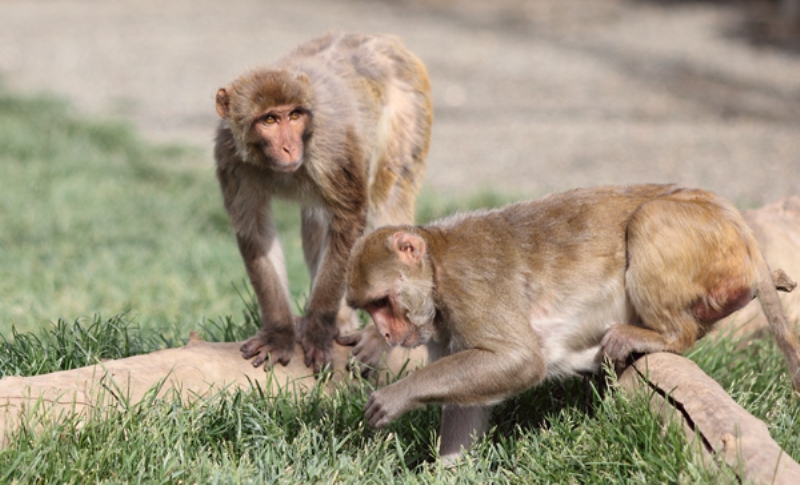 monyet-macaque-rhesus_20170221_160504.jpg