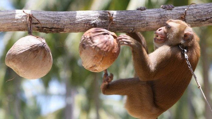 monyet-thailand-berlatih-memetik-kelapa.jpg
