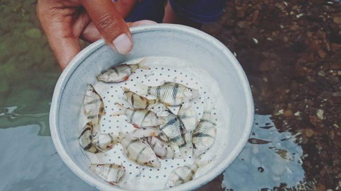 HEBOH! Muncul Jenis Ikan Baru di Danau Toba: Seperti Bulu Harimau Seukuran Jempol